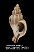 Boreotrophon clathratus (17)